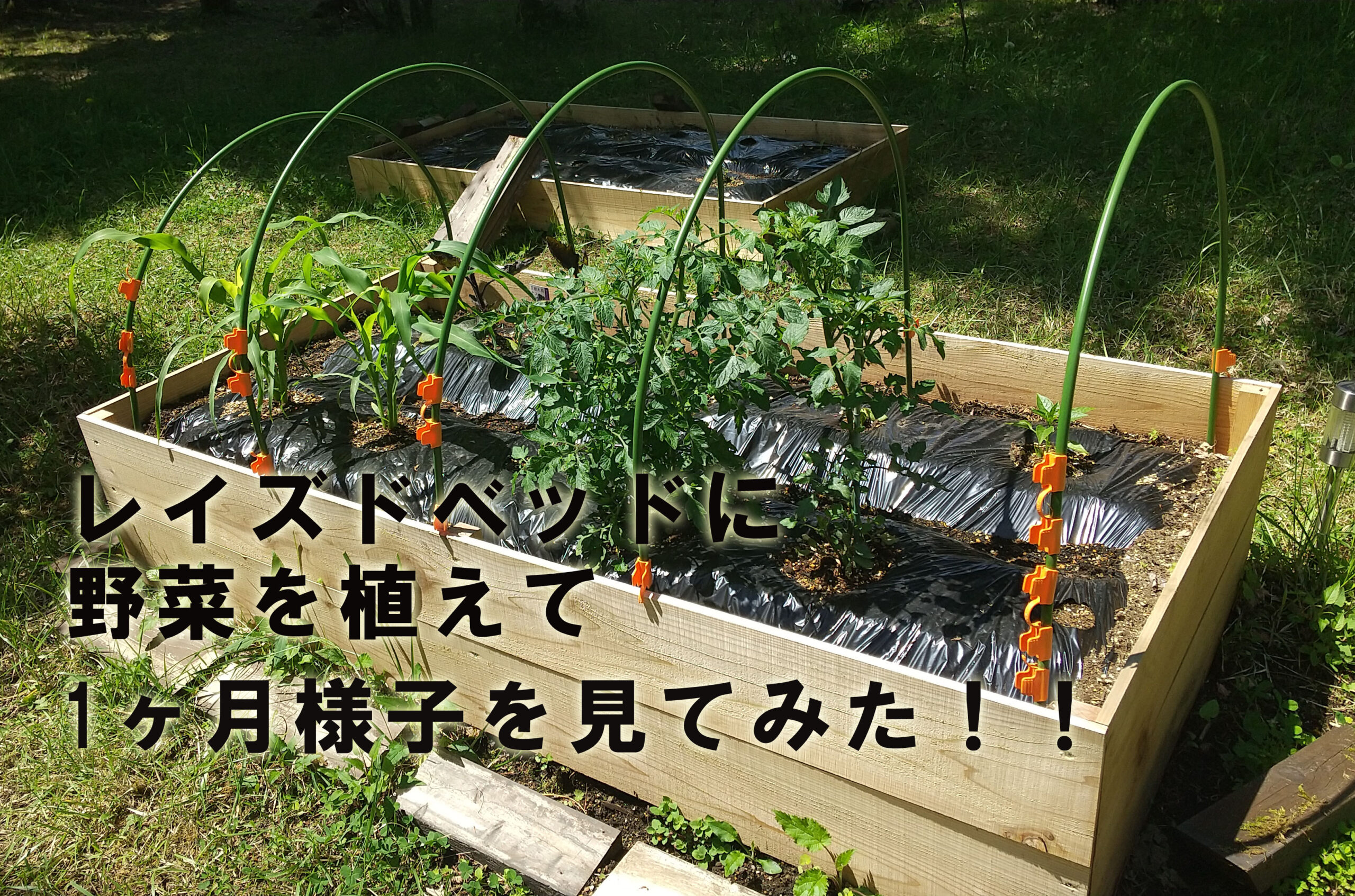 野菜を植えて1ヶ月